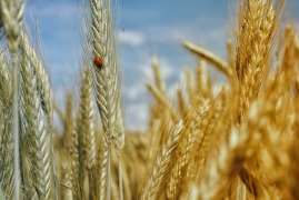 Абрамченко заявила, что оснований для отмены плавающей экспортной пошлины на зерно нет