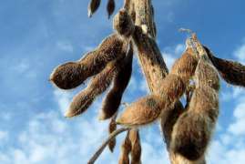 Артамонов: в Липецкой области необходимо расширение производства масличных культур