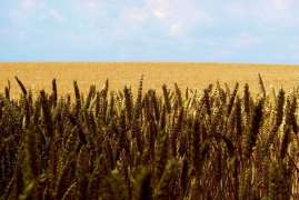 Еврокомиссия понизила прогноз урожая пшеницы в ЕС