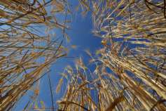 Зауралье изнывает от урожая зерновых: коллапс сбыта и падение цен