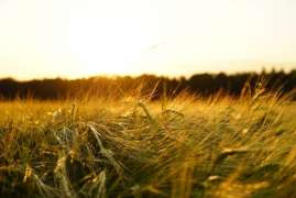 В Белгородской области впервые собрали более 4 млн тонн зерна