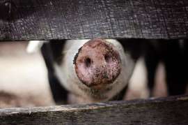 В Омской области выявили очаг африканской чумы свиней
