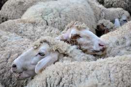 За 8 месяцев в России произвели более 1500 тонн комбикормов для овец