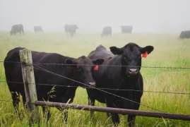 Инвестор откроет под Вологдой к 2025 году молочную ферму на 3,5 тыс. голов скота