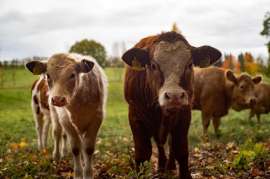 На Кубани планируют построить селекционно-генетический центр на 1,2 тысячи коров