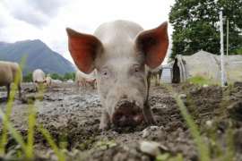 Поголовье свиней на Кубани увеличилось на четверть