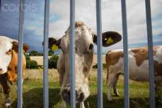 СМИ: производители молока Чехии потеряли из-за санкций более $43 млн