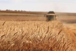 USDA повысил оценки мирового производства и запасов пшеницы в 2021/22 МГ