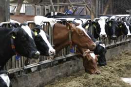 В Няндомском районе Поморья открыли блок репродукции холмогорских коров