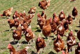 Agricorp International инвестирует 50 млн долларов в производство курятины в Нигерии