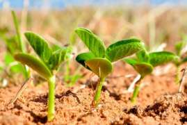 Точками роста для совместных проектов Приморья и КНР могут стать предприятия по выращиванию бобовых культур - эксперт