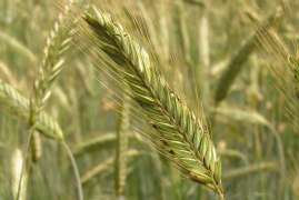 Эксперты спрогнозировали России первое место в мире по экспорту зерна