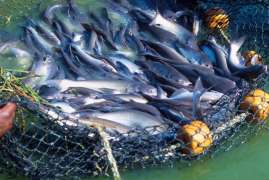 Компания «Колос» запустит в Крыму производство рыбной муки мощностью 2 тыс. тонн в год