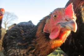 Шекснинская птицефабрика на Вологодчине вошла в топ-400 мировых производителей мяса бройлера