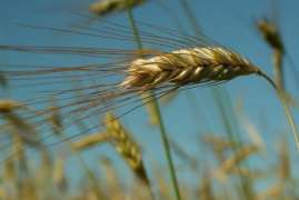 В Крыму запустили производство суперэлитных семян за 227 миллионов
