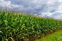 Аргентинские фермеры сократят сев сои в пользу кукурузы