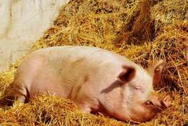 На Филиппинах из-за вспышки АЧС утилизировали более 7 тыс. туш свиней 