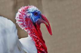 Задонская птицефабрика оштрафована за злоупотребление антибиотиками