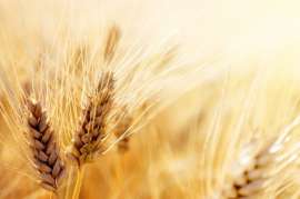 В этом сельхозгоду экспорт зерна из России сократился на 25,7%