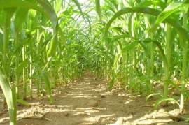 Аграрии Приморья в 2019 г. рассчитывают собрать 410 тыс. тонн сои и до 300 тыс. тонн кукурузы