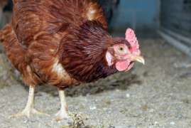 В Омской области от птичьего гриппа привьют 3 млн голов домашней птицы