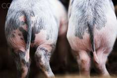 В Краснодарском крае уничтожат 11 тыс. свиней из-за очередной вспышки АЧС