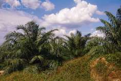 Россия на 25% увеличила импорт пальмового масла