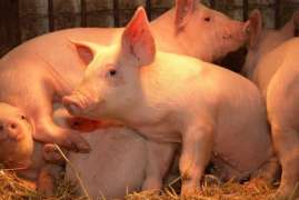 Донской Минсельхоз требует от «Русской свинины» 61 млн руб. субсидий