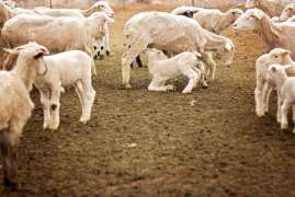 Первую в России промышленную овцеводческую ферму ввели в эксплуатацию под Курском