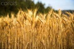 Россельхознадзор отмечает рост экспорта пшеницы в Северную Африку