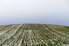 Озимые на Ставрополье зимуют в комфортных условиях, в плохом состоянии лишь 6% посевов - Минсельхоз