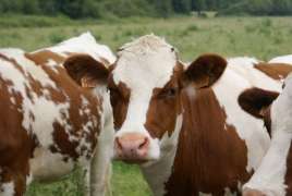 Башкортостан может наладить экспорт молока и мяса в Китай
