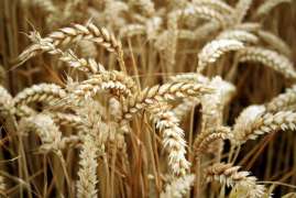 Объединенная зерновая компания может возвести элеватор в Тамбовской области