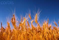 Улюкаев поддерживает обнуление экспортной пошлины на пшеницу