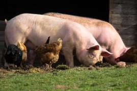 В Ярославской области активны два очага африканской чумы свиней