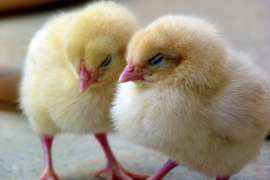 Россельхознадзор с 18 февраля разрешил ввоз инкубационных яиц с 14 предприятий ЕС