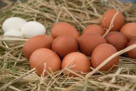 Минсельхоз заявил о поиске альтернативных путей ввоза инкубационных яиц