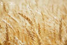 Валовой сбор пшеницы во Франции в 2015 году превысил 40 млн тонн