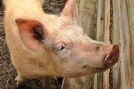 RBPI планирует ввести два свинокомплекса в Нижегородской области в 2022г