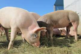 Вспышка африканской чумы свиней зафиксирована в Ивановской области 