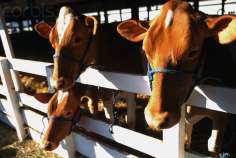 Американские производители молока пострадают от засухи