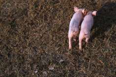 Россельхознадзор проверит трех производителей свинины в Белоруссии