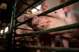 Вспышки африканской чумы свиней произошли в трех селах Приамурья
