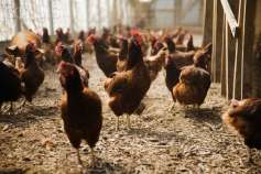 Вспышка птичьего гриппа под Астраханью: уничтожат 50 тыс. кур