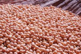 Россельхознадзор запретил вывоз из Приморья в Китай более 700 тонн зараженной амброзией сои