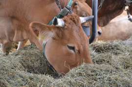 Рекомендации фермерам по правильному зимнему рациону коров  
