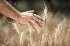 Экспортная цена российской пшеницы опустилась до пятилетнего минимума