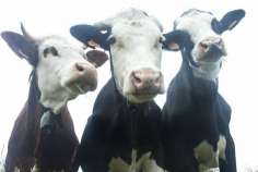 На Кубани открылась молочно-товарная ферма с инвестициями в 850 млн рублей
