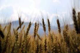 Минсельхоз распределил квоту на зерно в объеме 17,5 млн тонн между 234 экспортерами