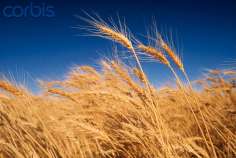 Калининградская область собрала рекордный за историю региона урожай зерна